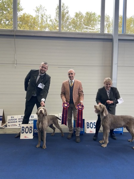 Euro-dog-show-slovakian-pointer3